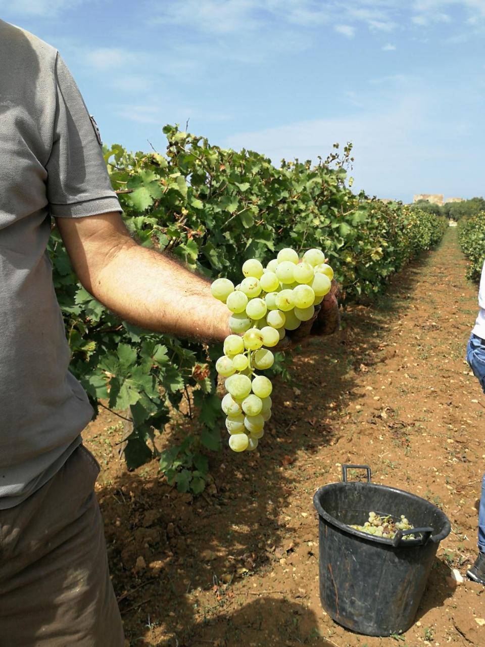 Agriturismo Baglio Donnafranca Wine Resort Marsala Kültér fotó